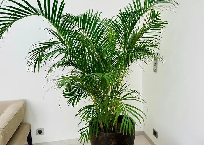 דירה Le Palais Aubernon *